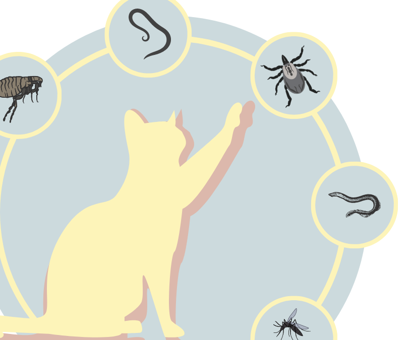 A beginner’s guide to fighting off cat parasites Boehringer Ingelheim